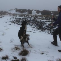 Maisy playing snowballs. Photo © SHT
